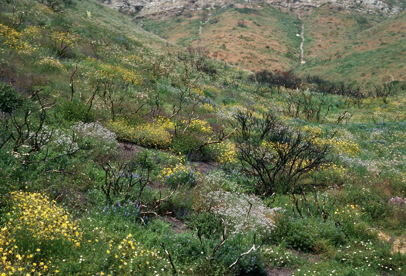 burn of Fall, 1978, Encinal Canyon Road, Santa Monica Mountains, Los Angeles County