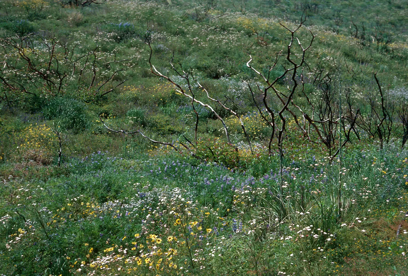 burn of Fall, 1978, Encinal Canyon Road, Santa Monica Mountains, Los Angeles County
