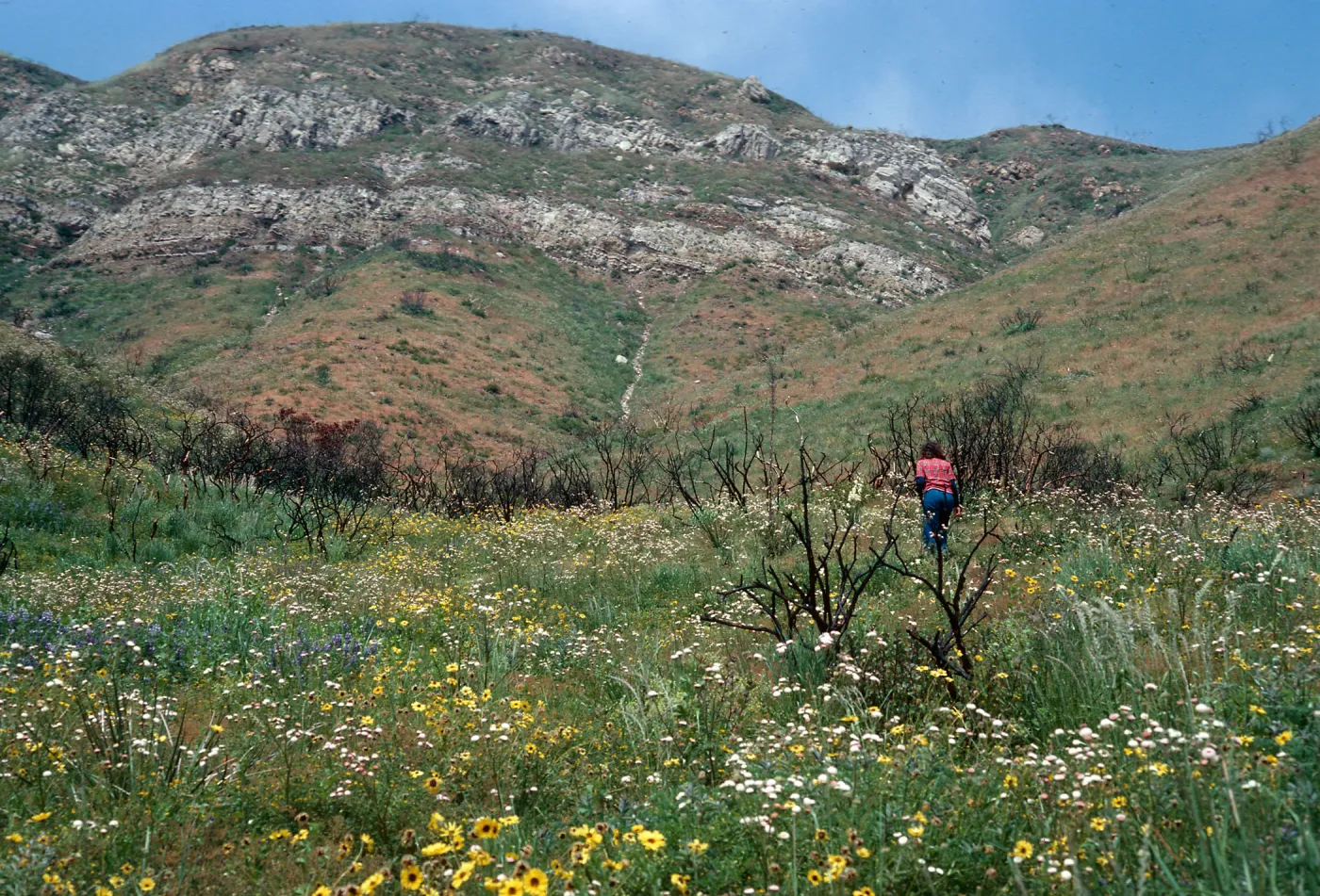 burn of Fall, 1978, Encinal Canyon Road, Santa Monica Mountains, Los Angeles County