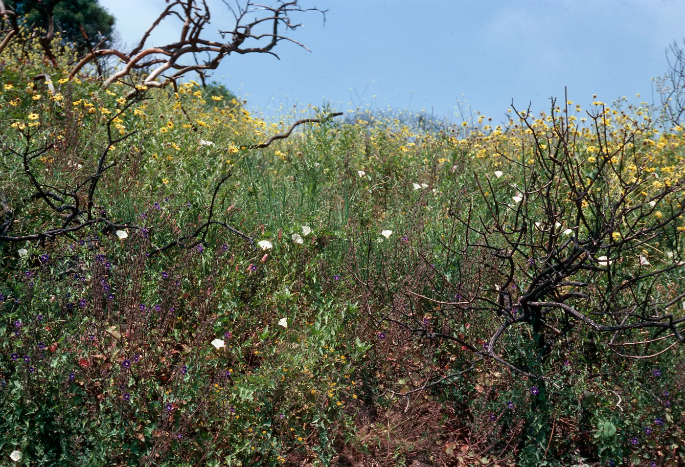 burn of Fall, 1978, Encinal Canyon Road, Santa Monica Mountains, Los Angeles County