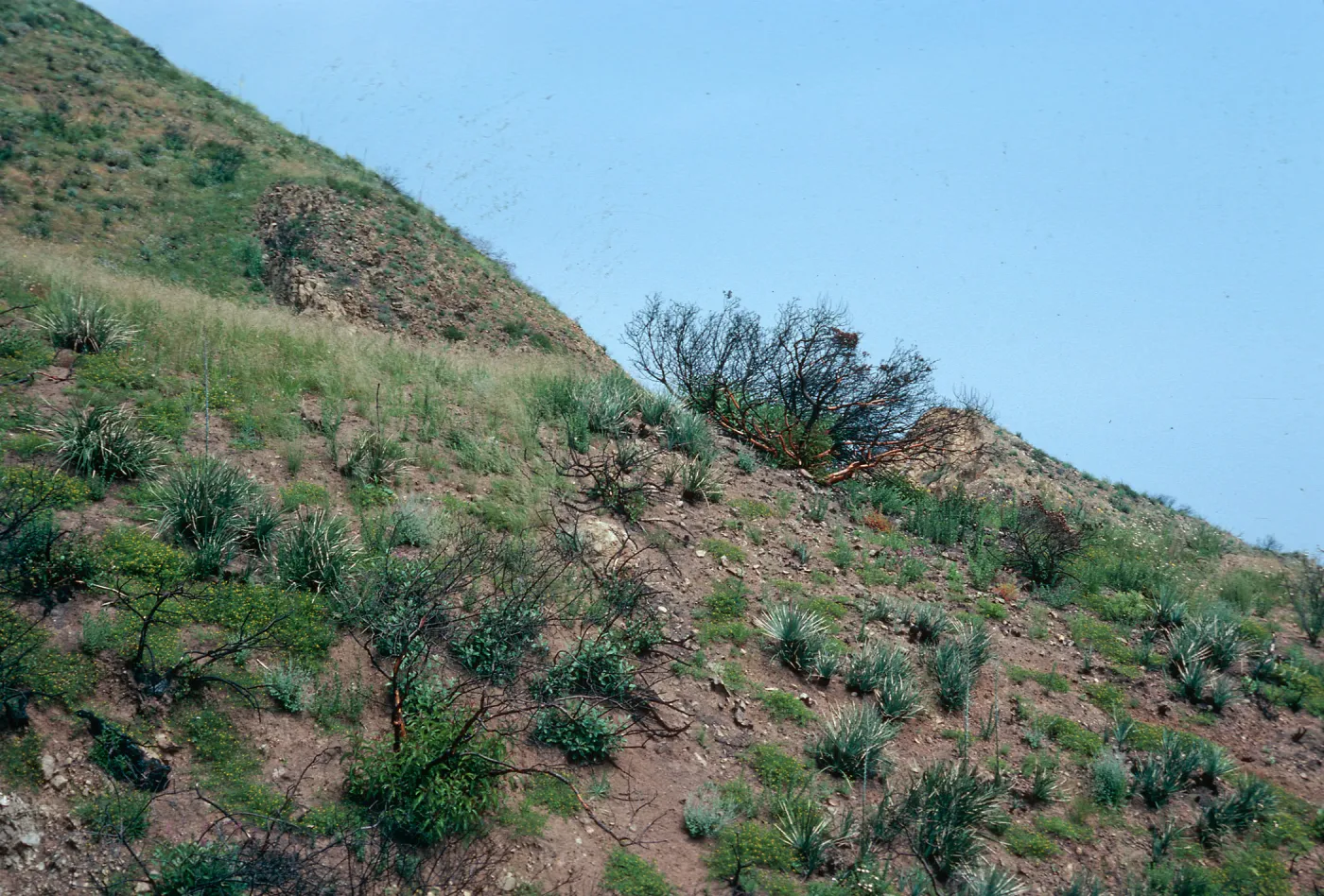 burn of Fall, 1978, Encinal Canyon Road, Santa Monica Mountains, Los Angeles County
