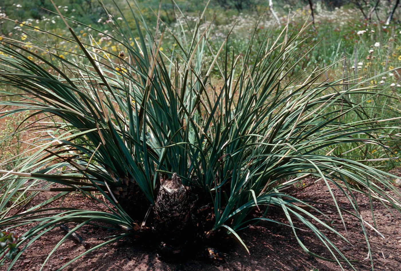 Yucca whipplei, after burn, Encinal Canyon Road, Santa Monica Mountains, Los Angeles County