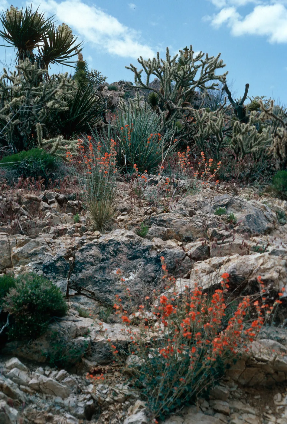 Sphaeralcea, Cedar Canyon Road, Mid Hills, Mojave National Preserve, San Bernardino County