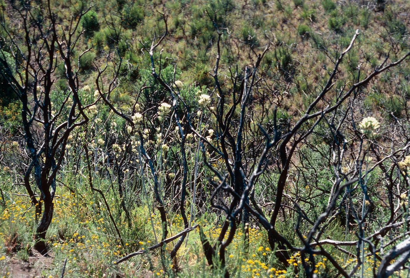 Dicentra ochroleuca, burn at West end of Laurel Springs Ranch, Painted Cave Road, Santa Barbara County
