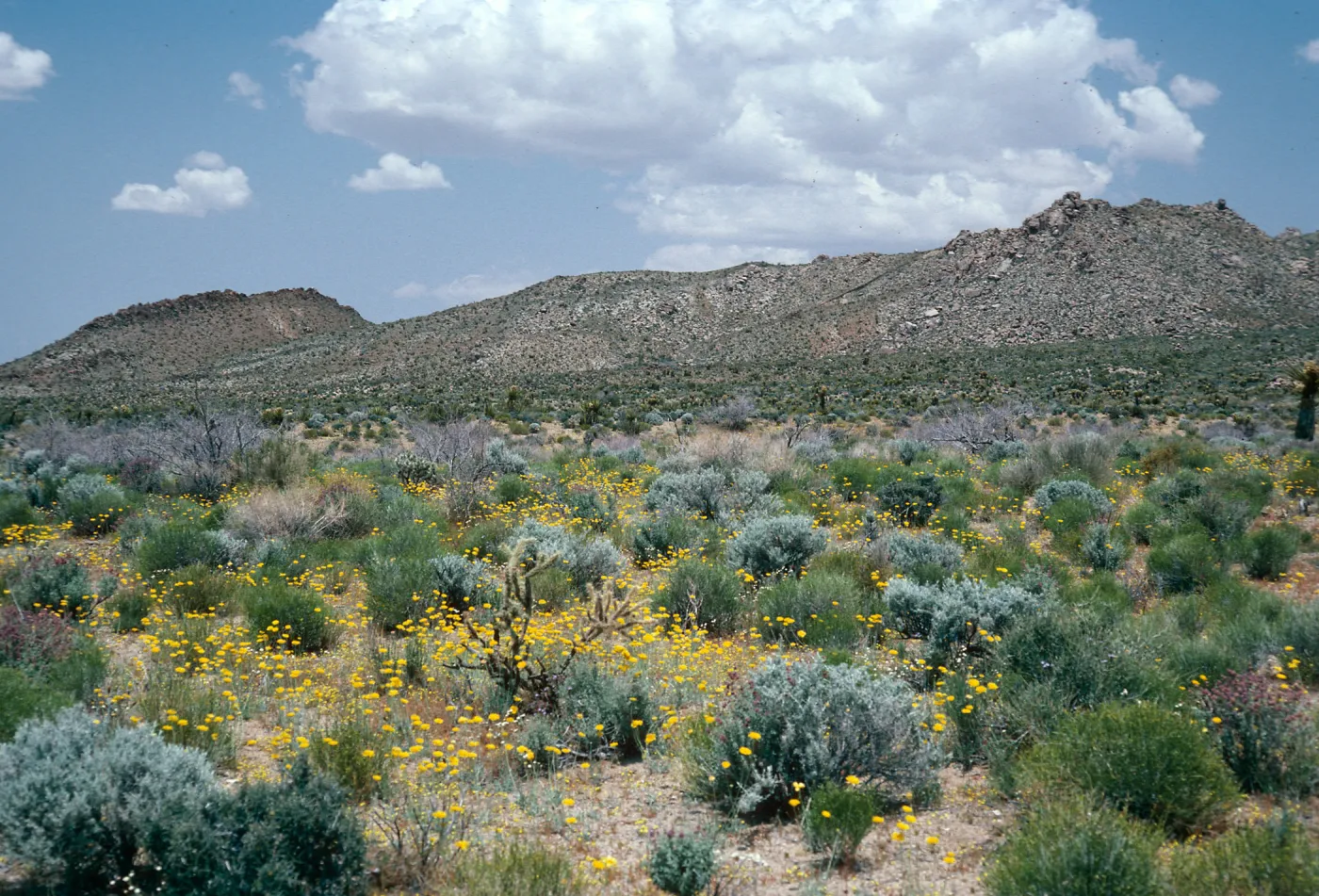 Providence Mountains, near Dawes, Mojave National Preserve, San Bernardino County