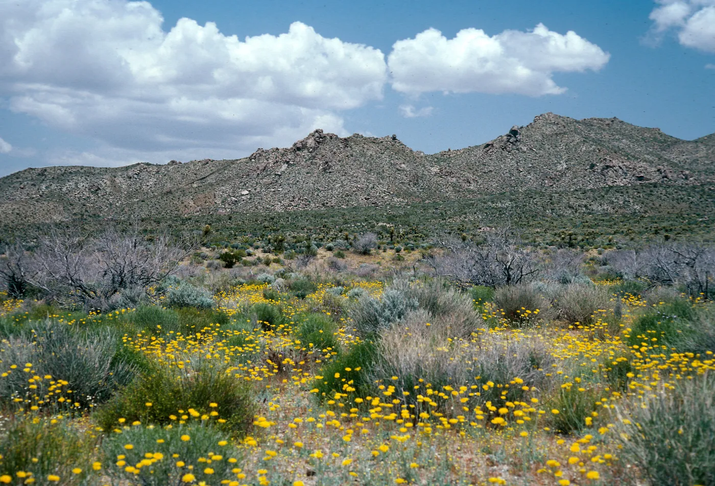 Providence Mountains, near Dawes, Mojave National Preserve, San Bernardino County