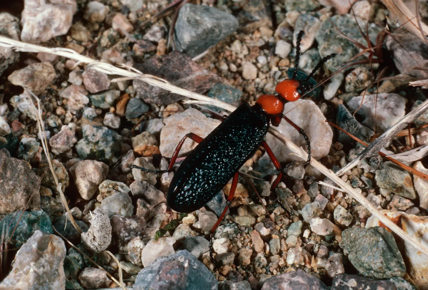 beetle, Vulcan Mine, Providence Mountains, Mojave National Preserv, San Bernardino County