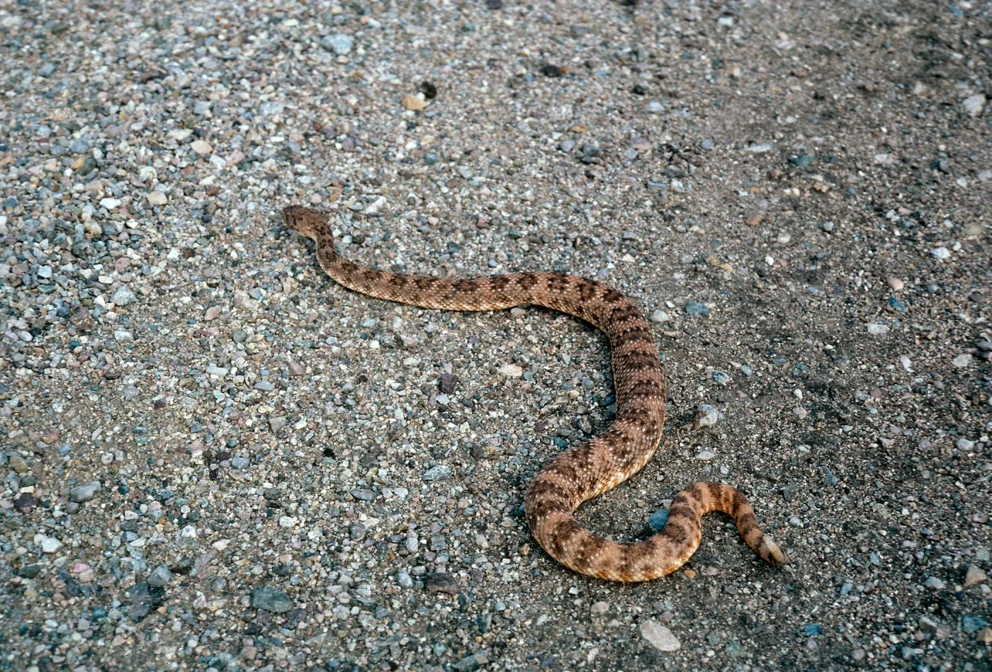 Crotalus mitchellii pyrrhus, West of Vulcan Mine, Providence Mountains, Mojave National Preserv, San Bernardino County