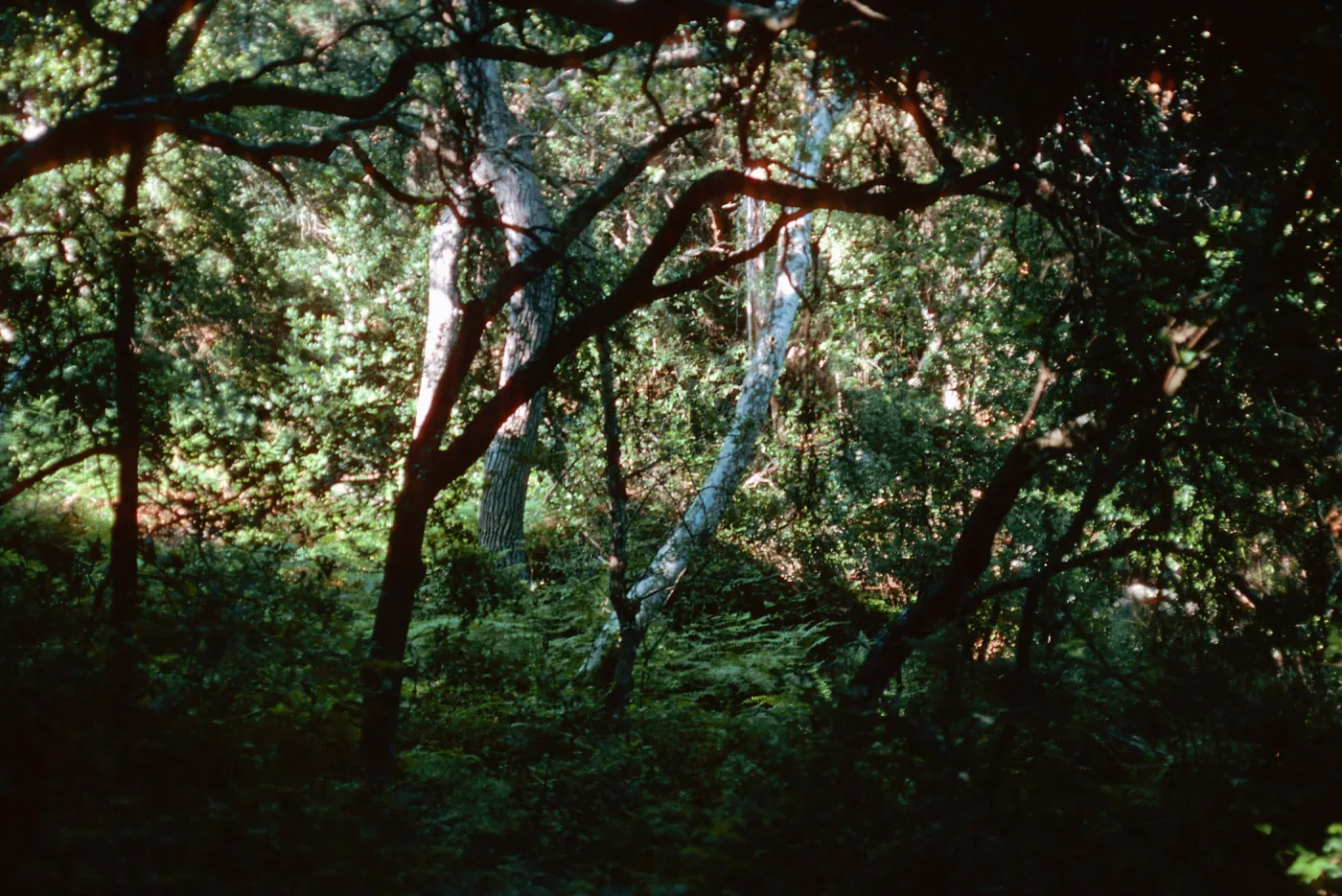 Oak Woodland, backyard @ Tunnel Road, Santa Barbara County (Coastal Live Oak)