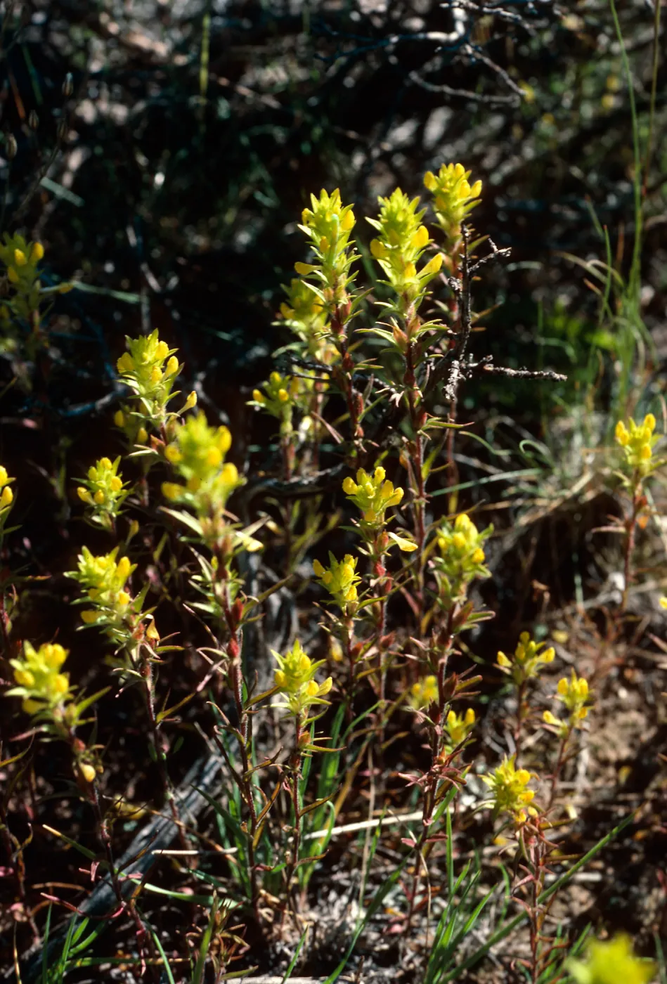 Orthocarpus ?, road to Halfmoon Camp, South of Leadville, Colorado