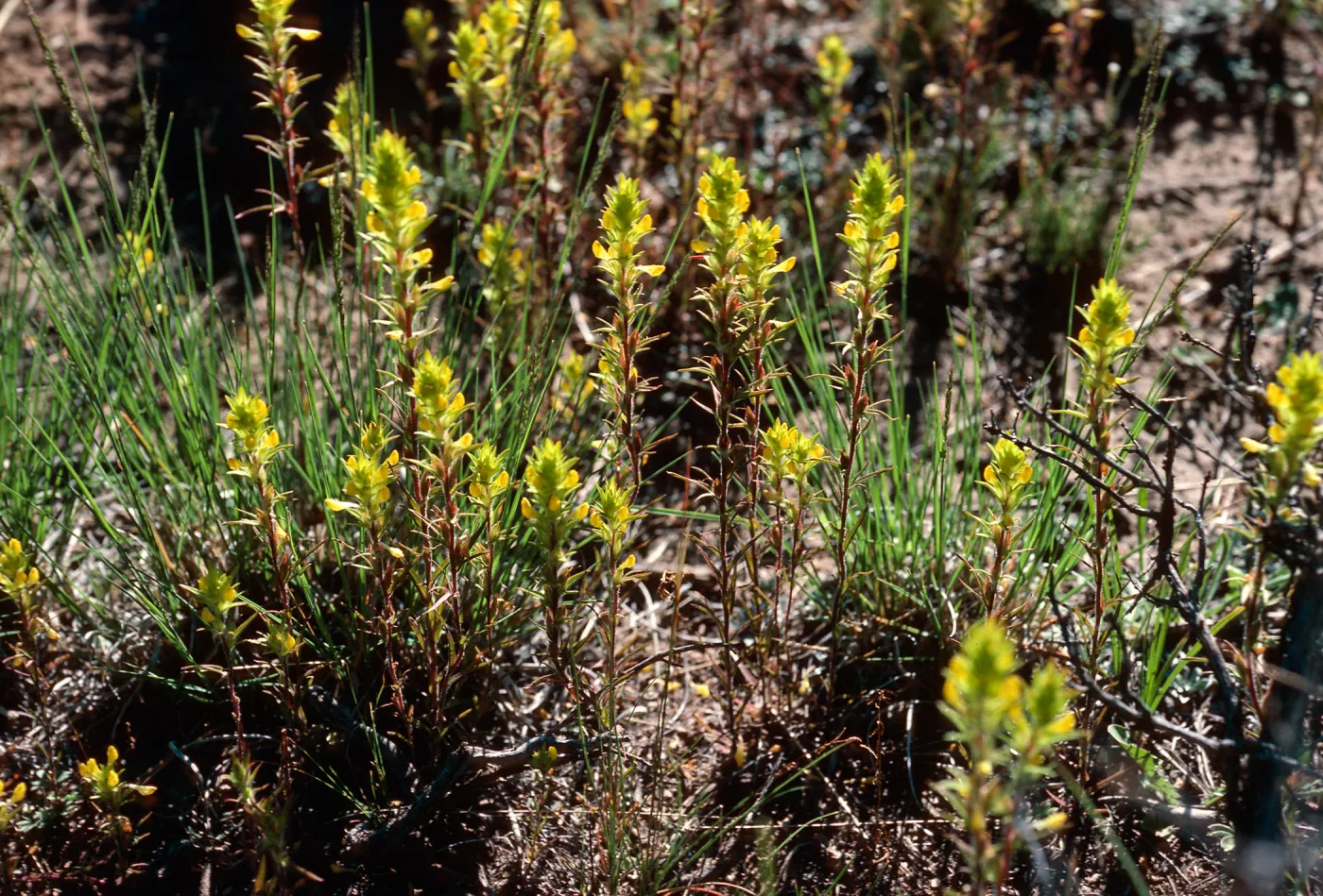 Orthocarpus ?, road to Halfmoon Camp, South of Leadville, Colorado