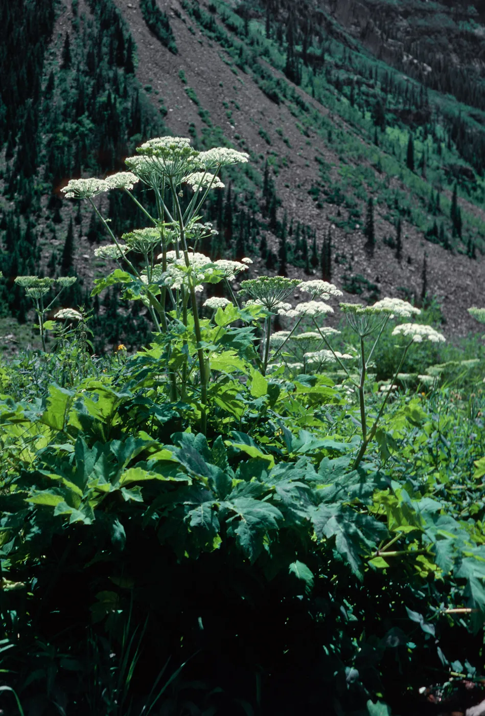 Heracleum ?, Maroon Lake Valley, Aspen, Colorado