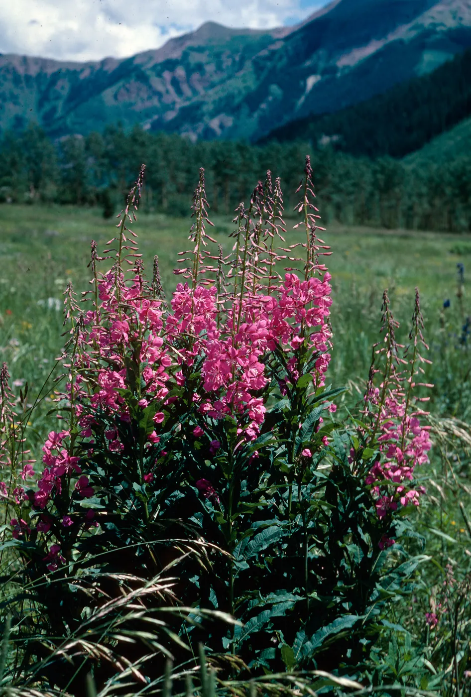 Epilobium angustifolium, Maroon Lake Valley, Aspen, Colorado