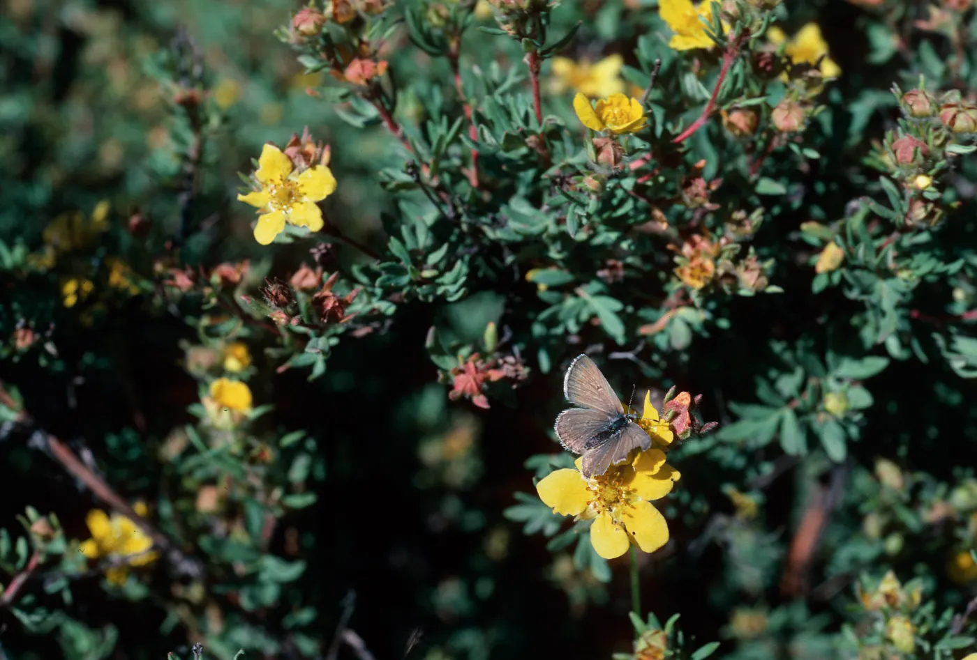 Potentilla fruticosa, Highway 82, East of Aspen, Colorado