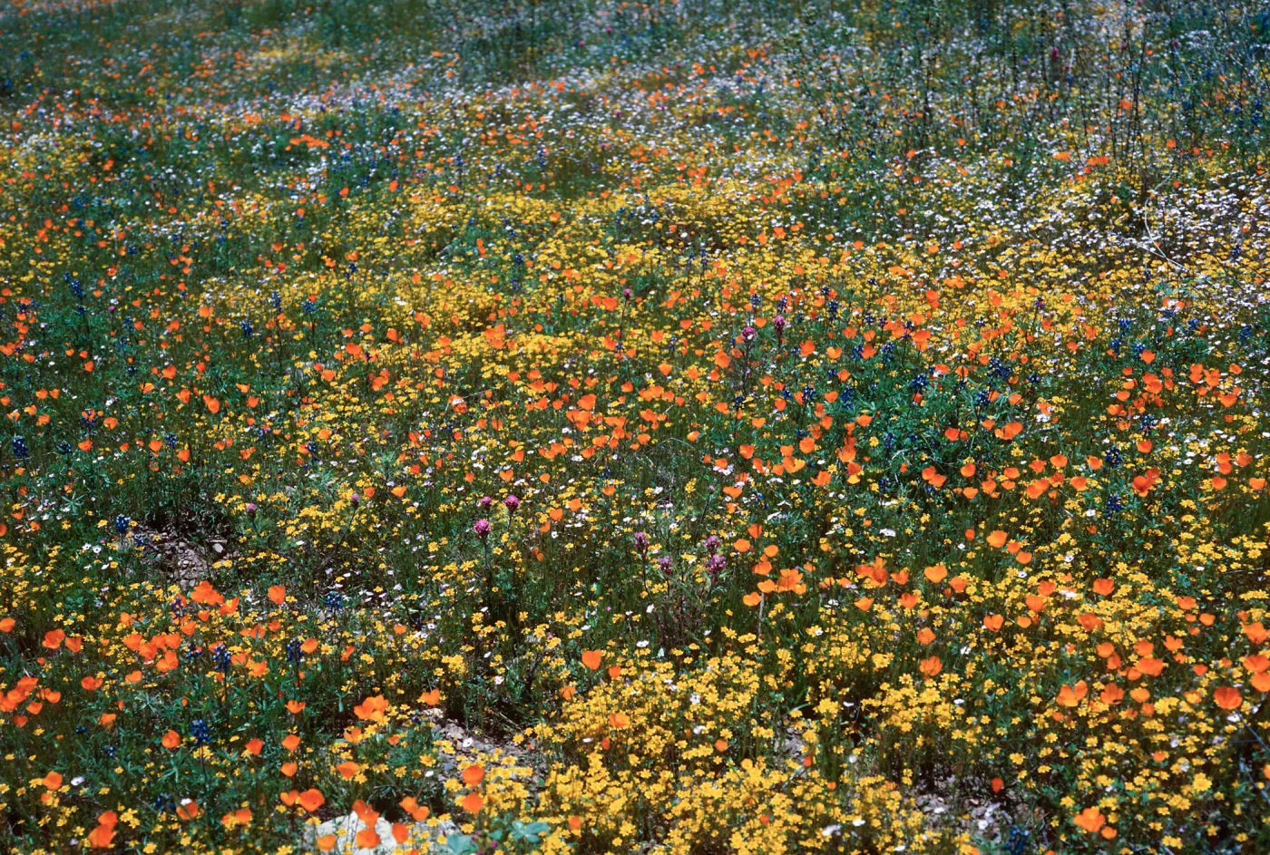 Lasthenia (Gold fields), Eschscholzia (California Poppy), El Portal, Yosemite National Park, Mariposa County