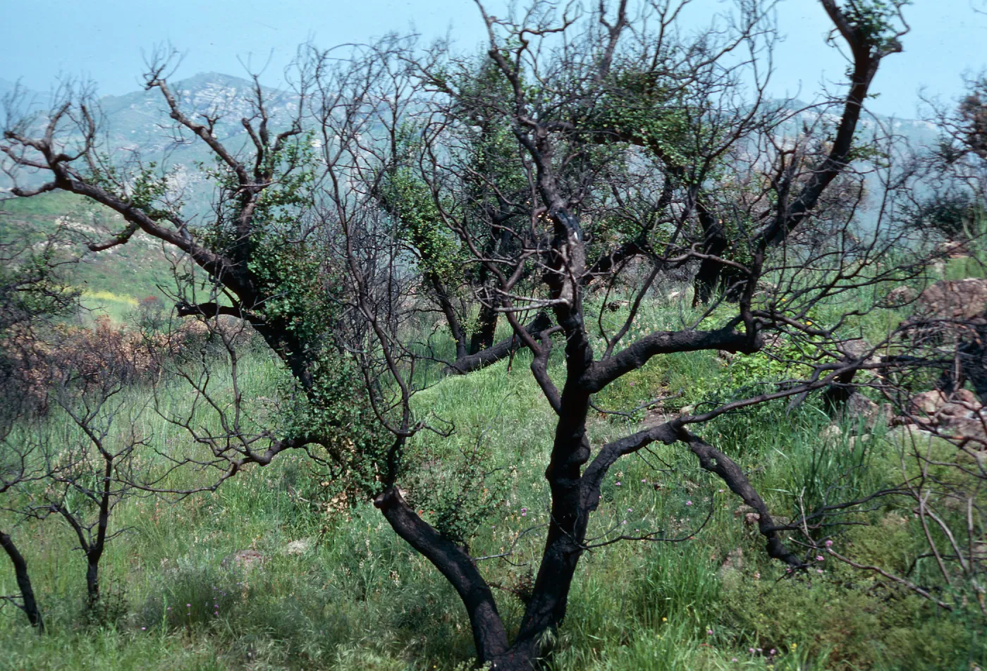 Quercus agrifolia (Coastal Live Oak) (leafing out after burn), Charmlee County Park, Santa Monica Mountains, Los Angeles County
