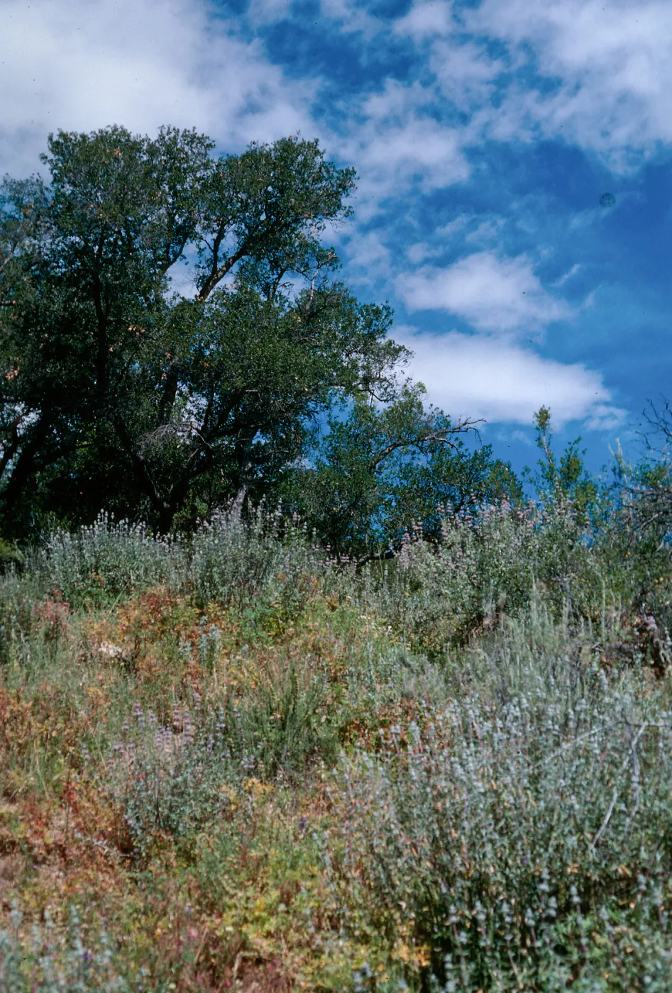 upper Oso Trail, San Luis Obispo County