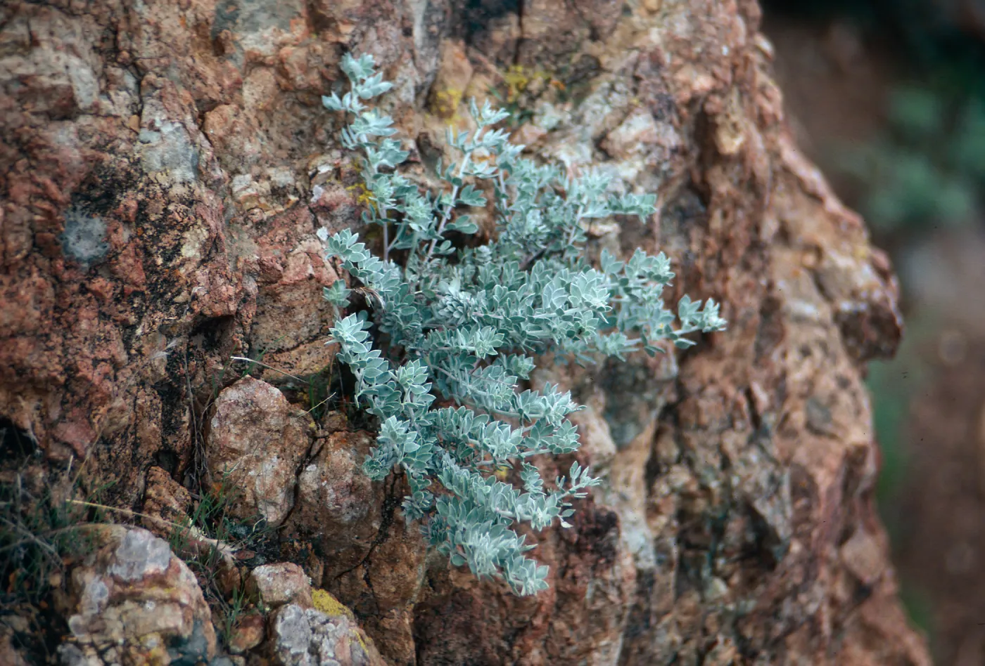 Lotus argophyllus niveus, rocky knob, West of Cascada, Santa Cruz Island