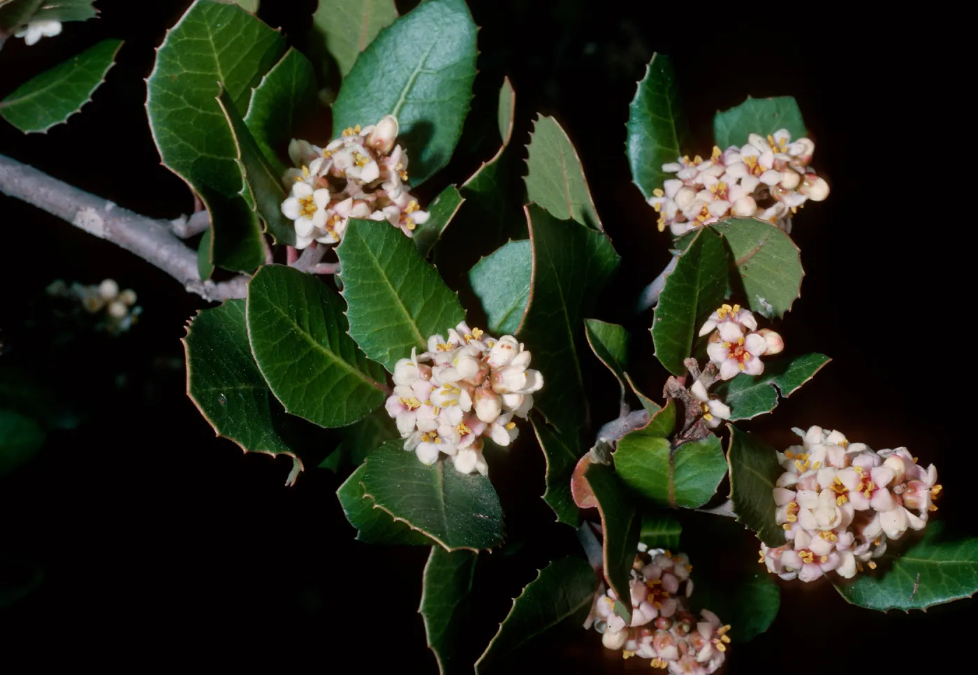 Rhus integrifolia Santa Barbara Botanic Garden