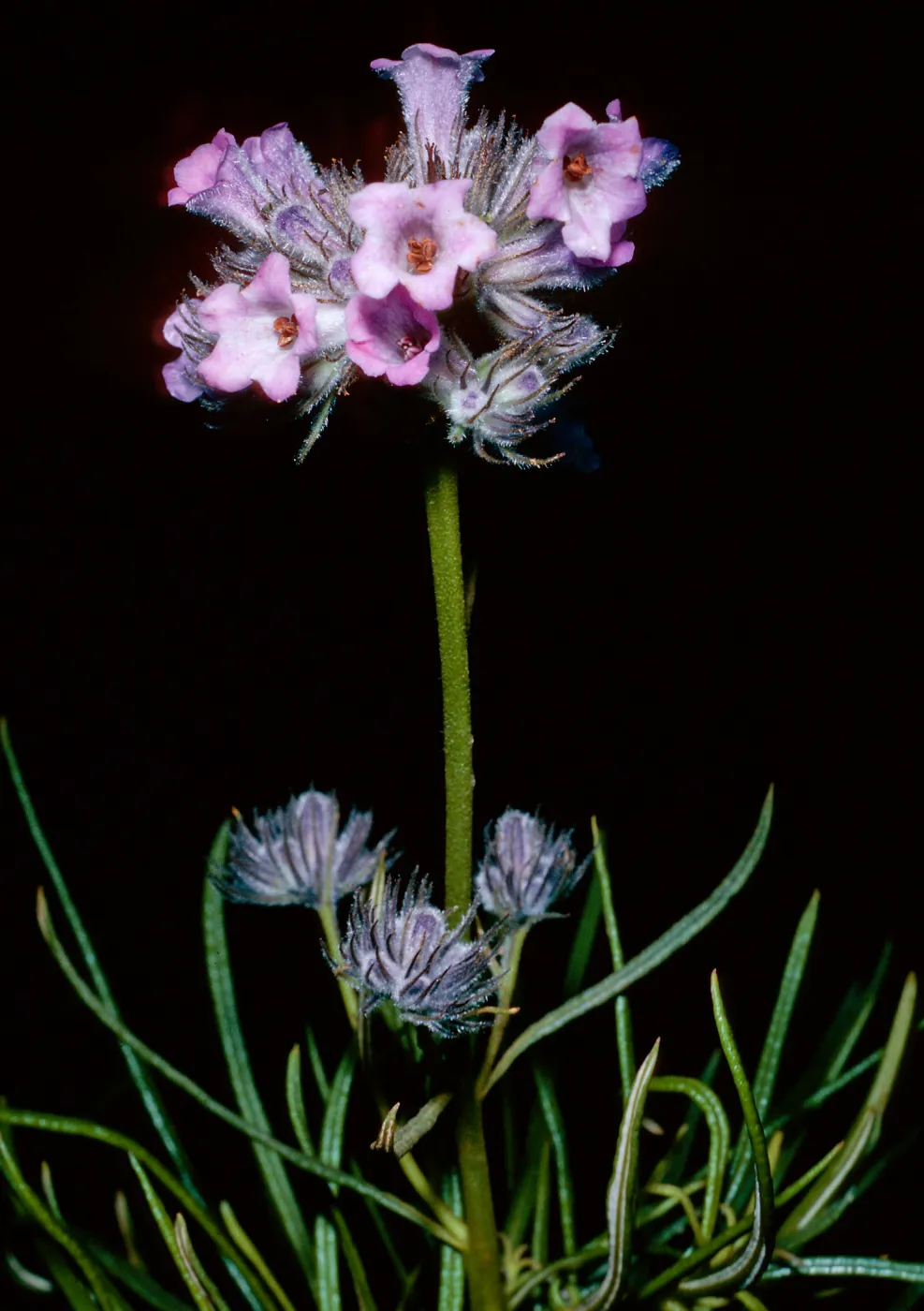 Eriodictyon capitatum, Santa Barbara Botanic Garden