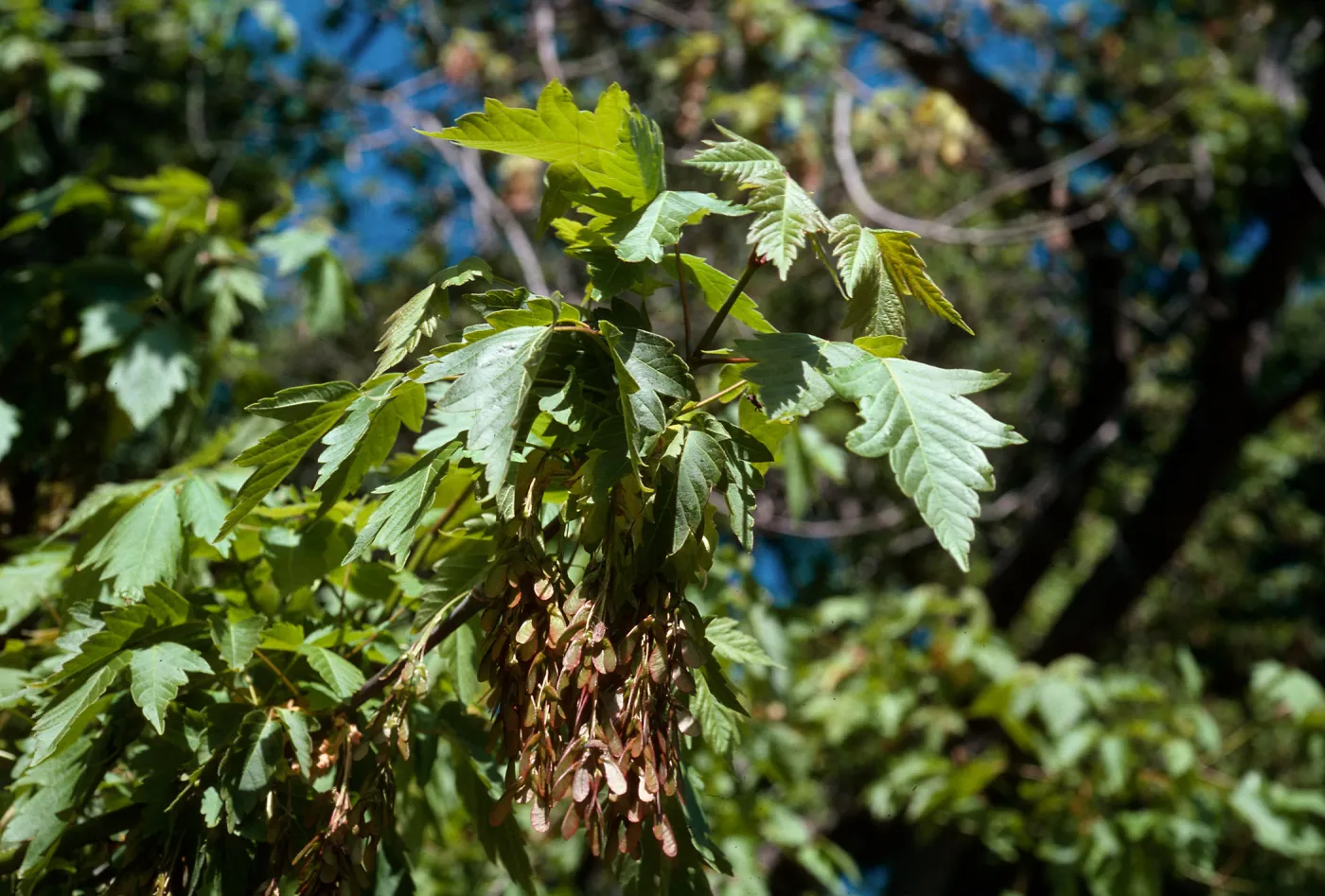 Acer negundo, Box Elder, by pond, Santa Barbara Botanic Garden