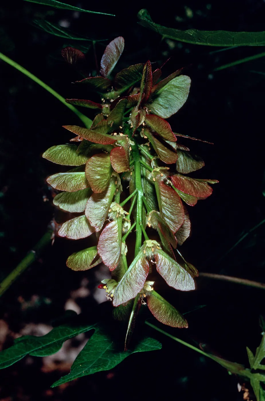 Acer, Santa Barbara Botanic Garden