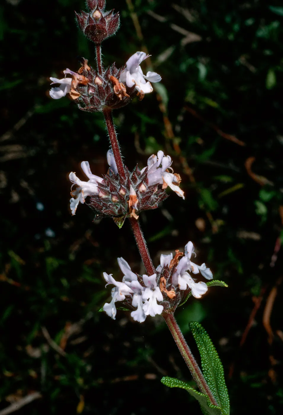 Salvia mellifera (Black Sage), Island Section, Santa Barbara Botanic Garden