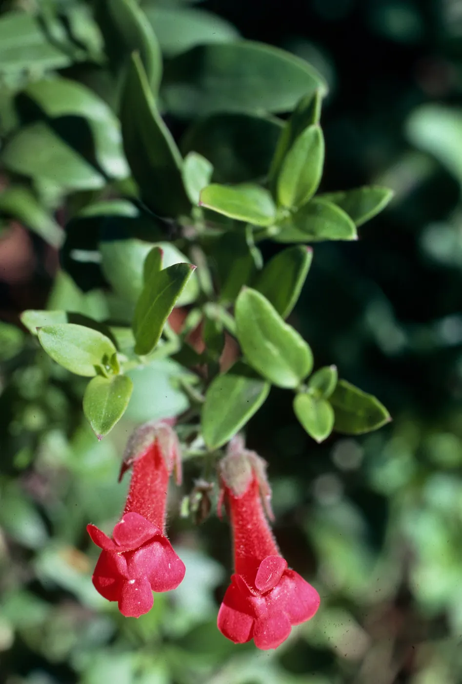 Galvezia speciosa, Santa Barbara Botanic Garden