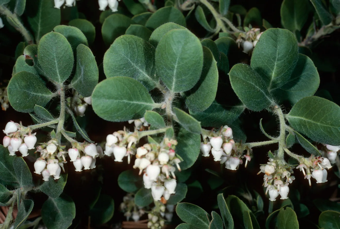 Arctostaphylos confertiflora (Santa rosa island manzanita), Santa Barbara Botanic Garden