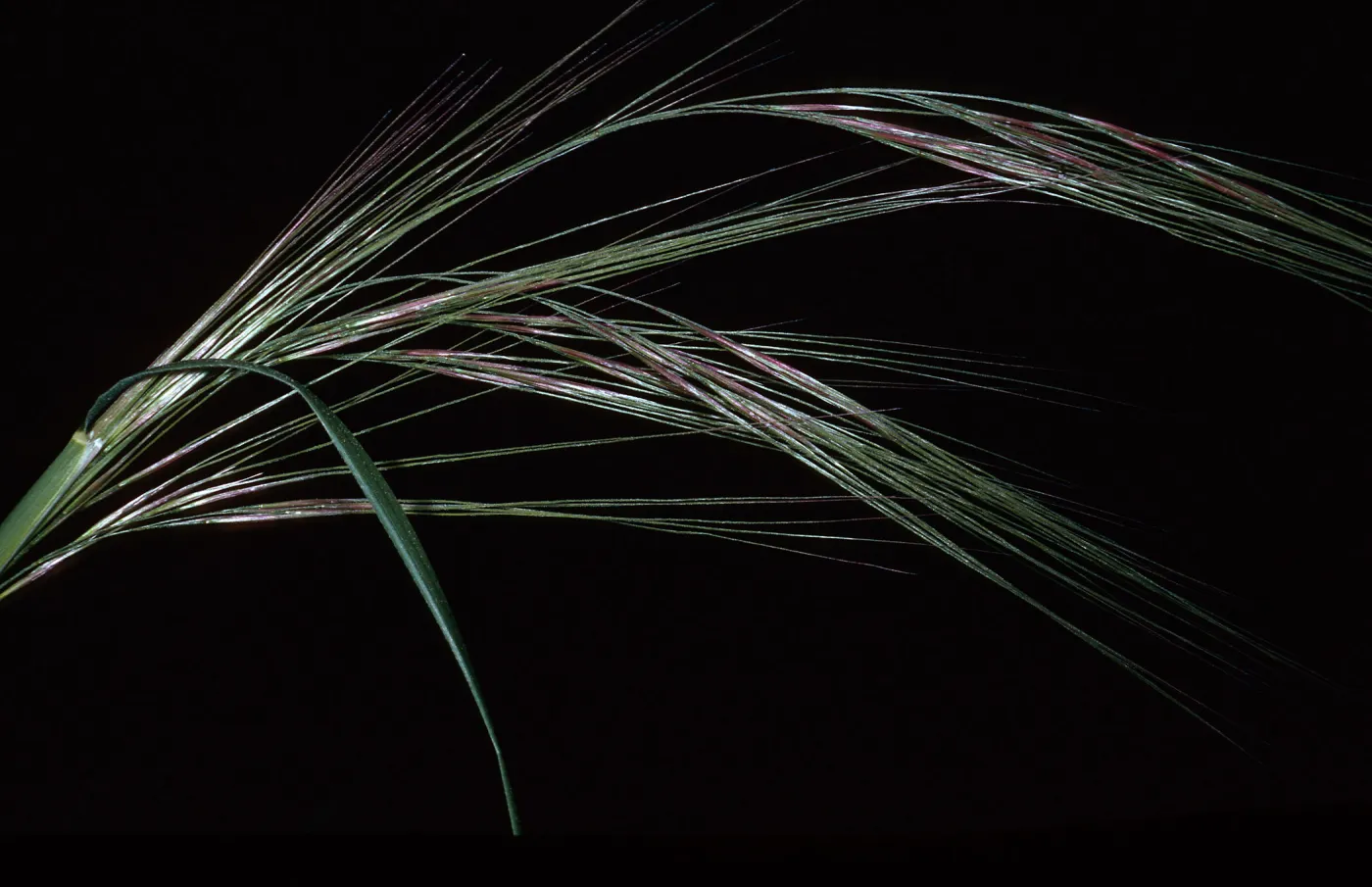 Stipa, Island Section, Santa Barbara Botanic Garden