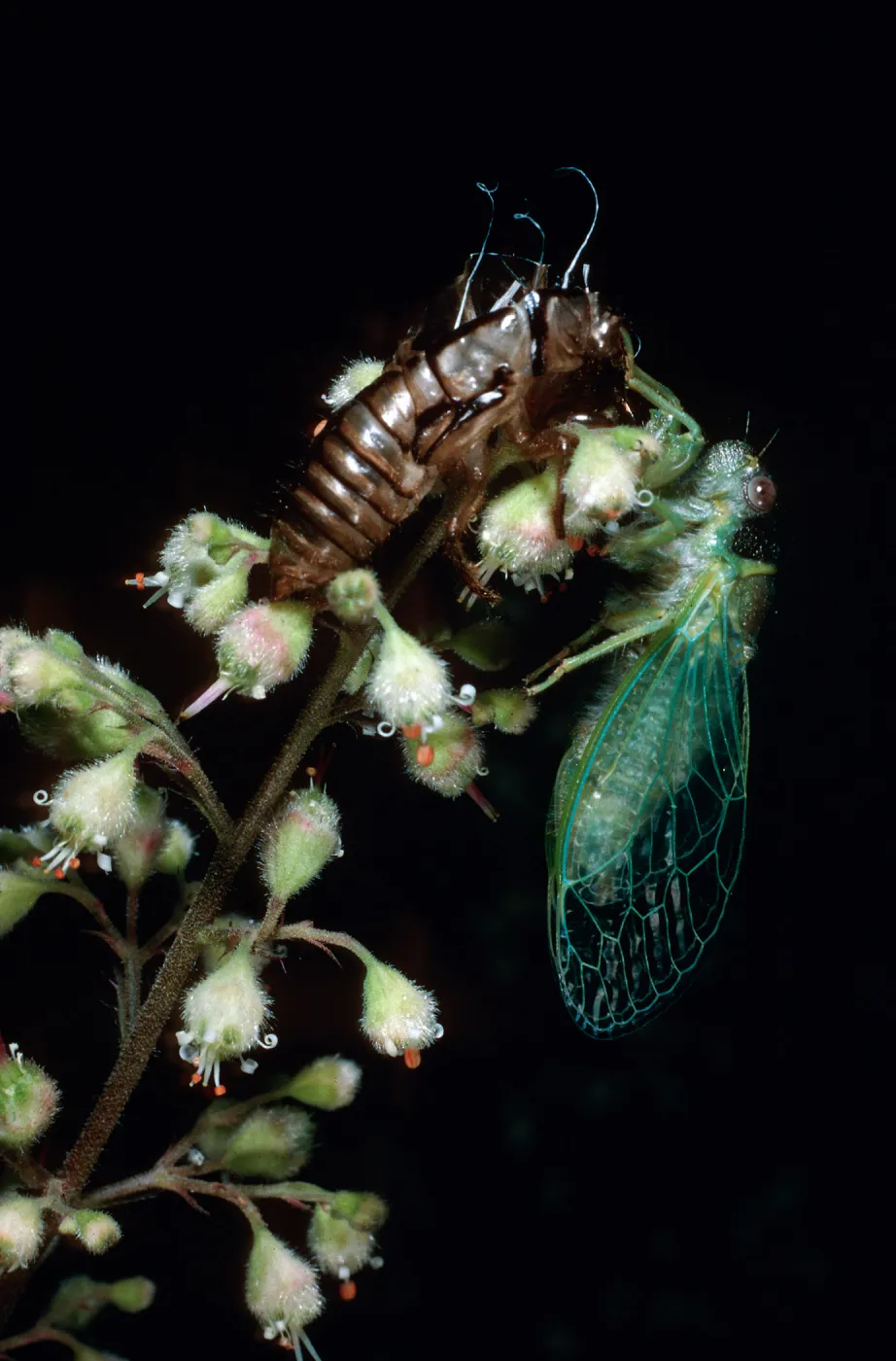 Cicada, Heuchera maxima, Santa Barbara Botanic Garden