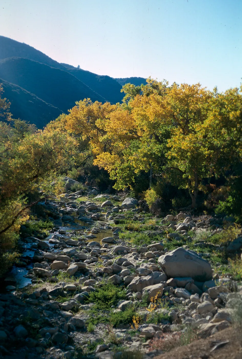 Populus fremontii, Highway 33