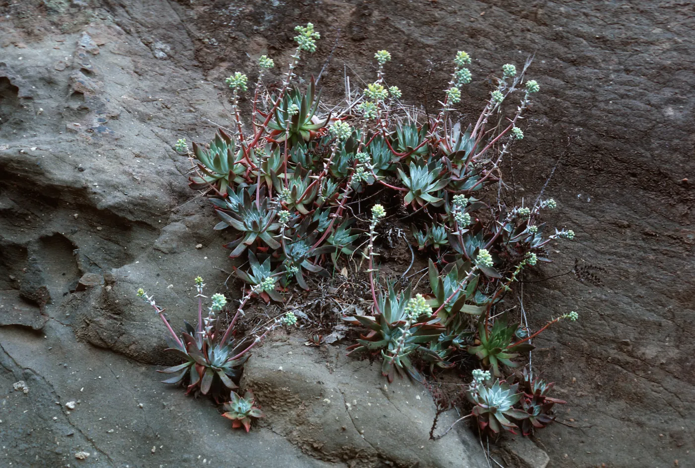 Dudleya greenei, East of Twin Harbor, Santa Cruz Island