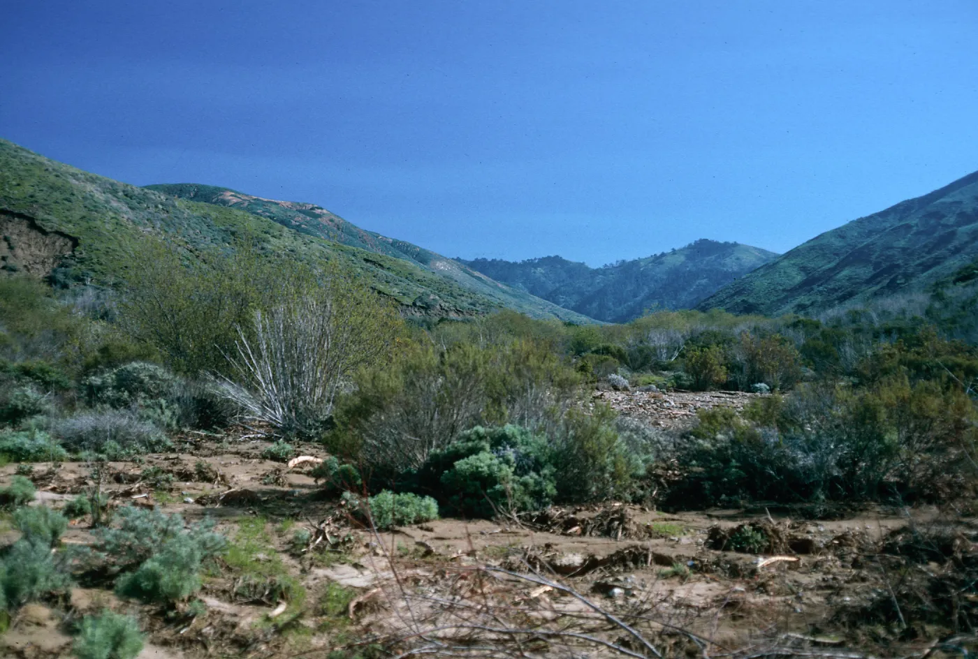 Baccharis Scrub, CaÃ±ada Cebada, Santa Cruz Island