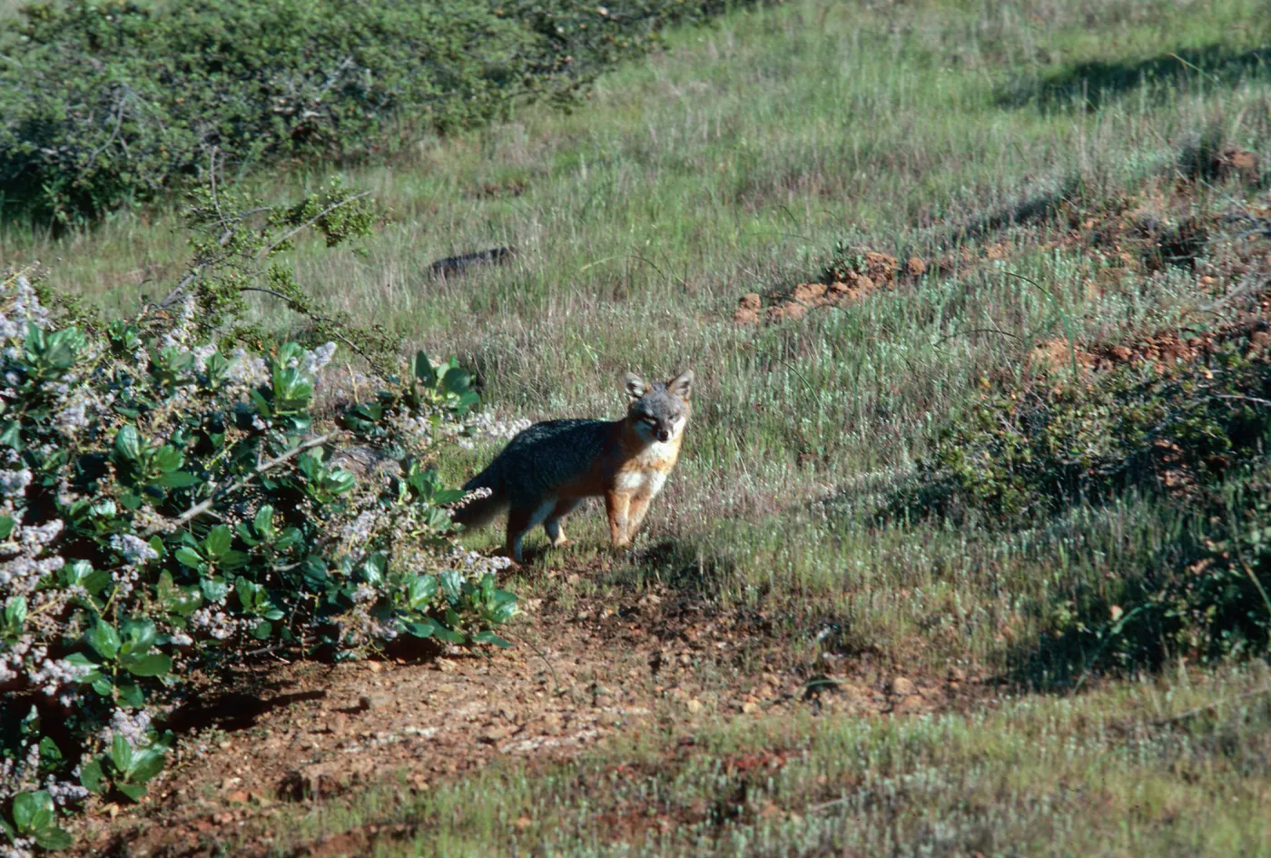 Island Fox, South Ridge Road, Christy Pines, Santa Cruz Island