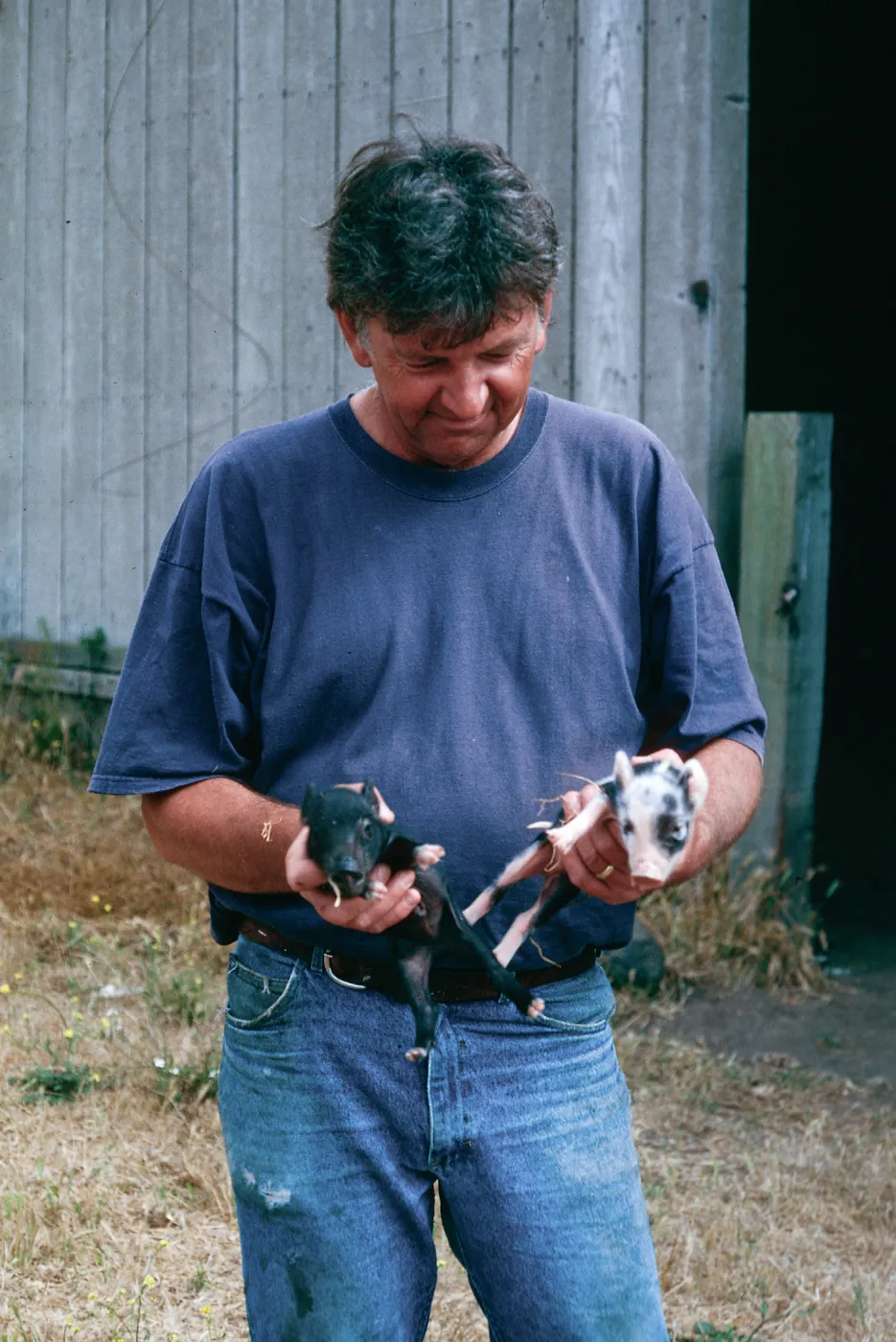 Keith Herold w/baby pigs, Christy barn, Santa Cruz Island