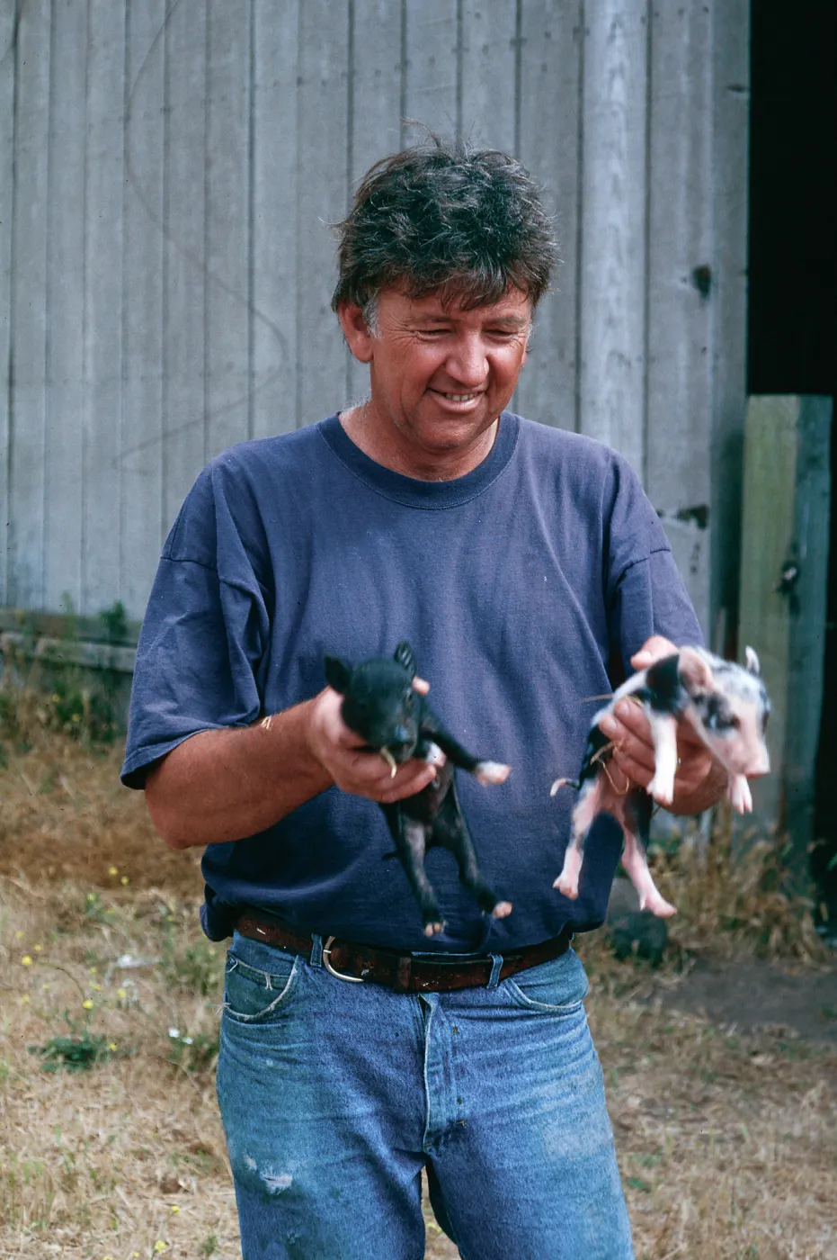 Keith Herold w/baby pigs, Christy barn, Santa Cruz Island