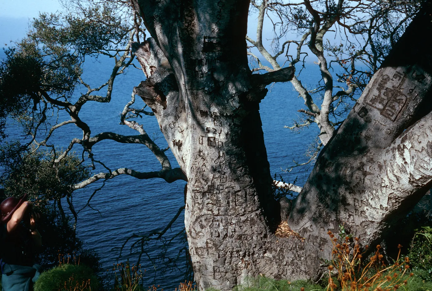 Autograph Tree, Pelican Bay, Santa Cruz Island