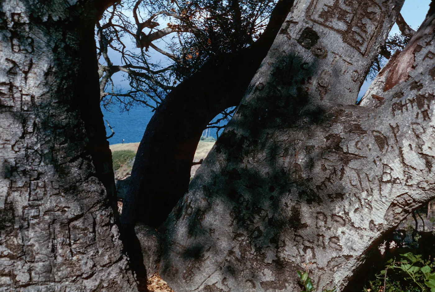 Autograph Tree, Pelican Bay, Santa Cruz Island