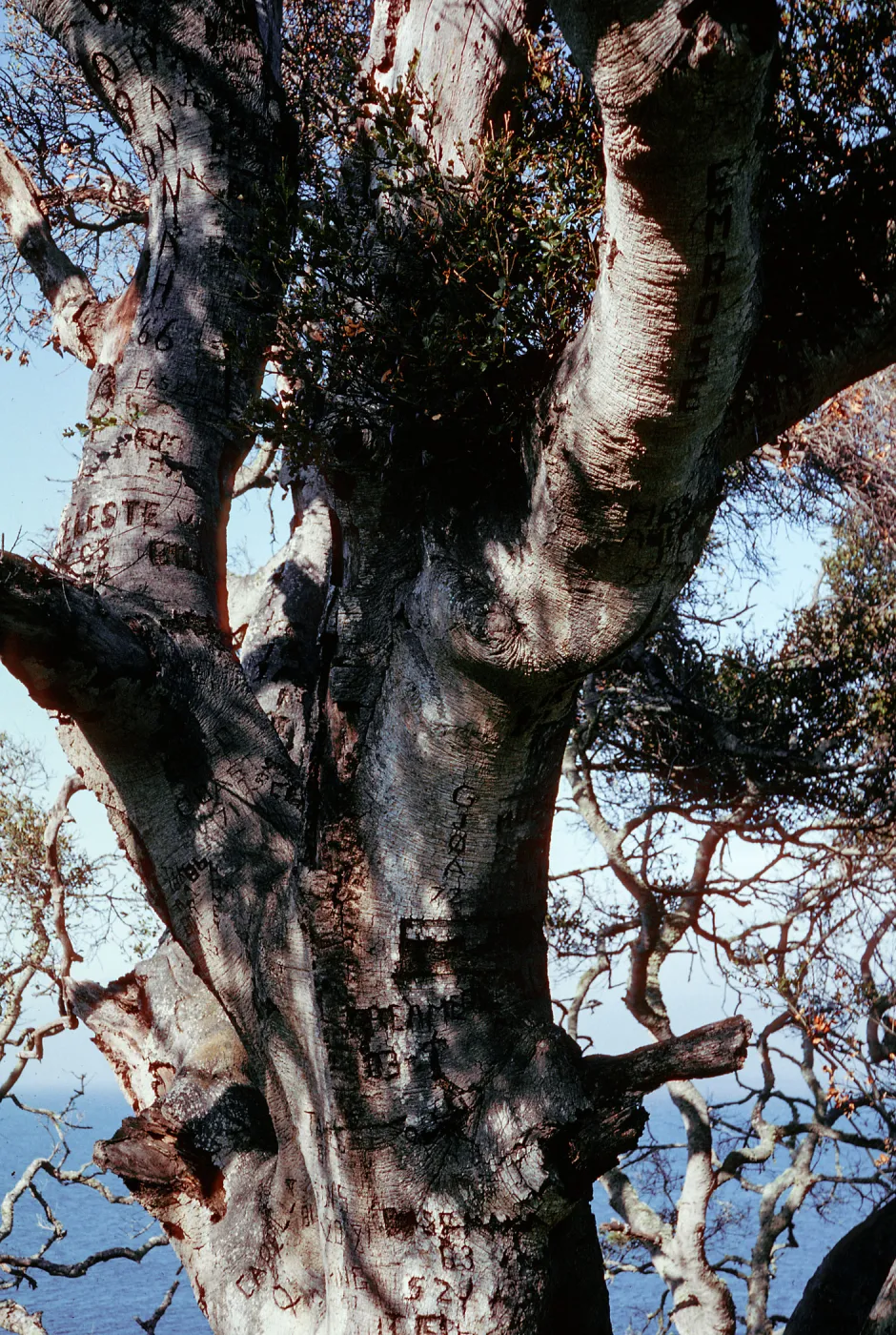 Autograph Tree, Pelican Bay, Santa Cruz Island