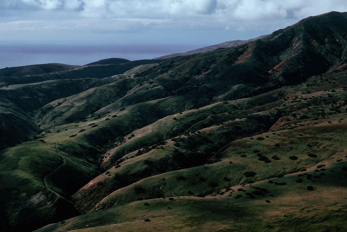 South end, old road to CaÃ±ada Del Aguaje Springs, Santa Cruz Island