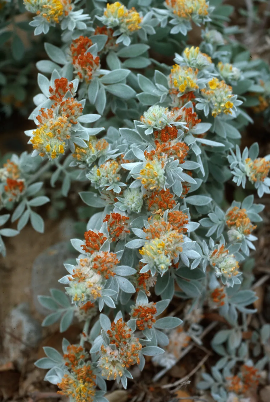 Lotus argophyllus niveus, CaÃ±ada Del Puerto, Santa Cruz Island