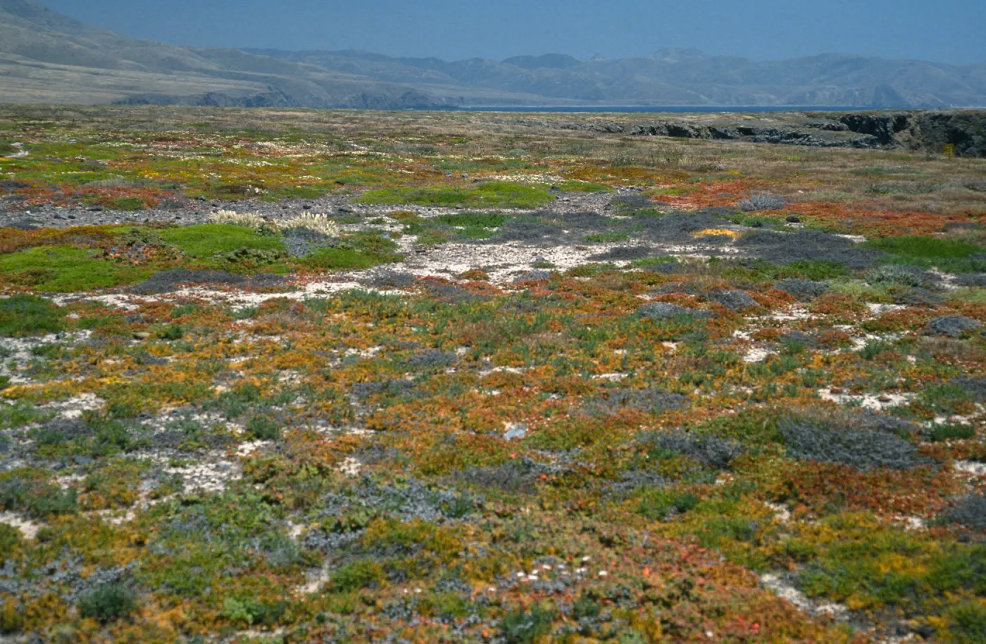 coastal flats, Fraser Point, Santa Cruz Island