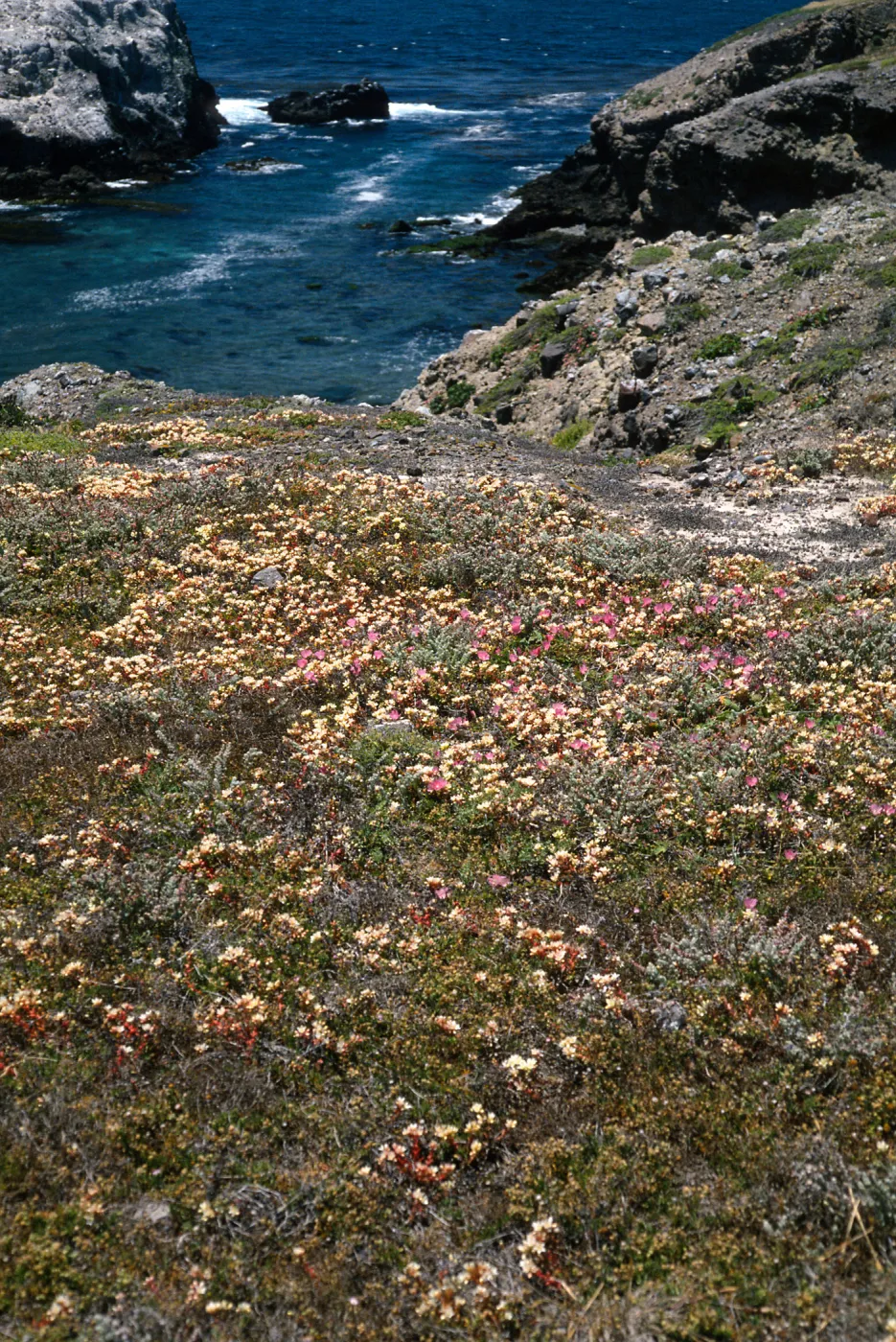 Dudleya nesiotica, Fraser Point, Santa Cruz Island