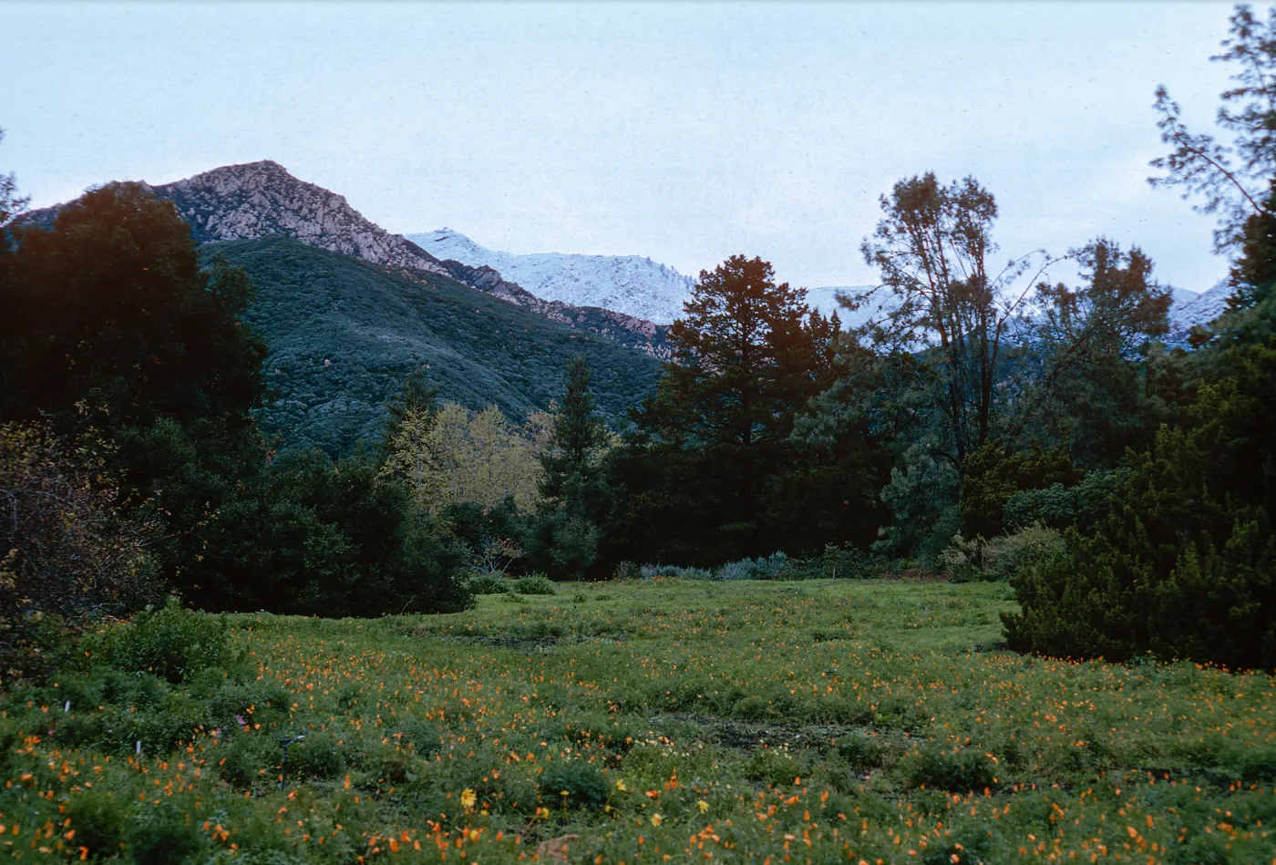 snow on Santa Ynez Mountains, meadow, Santa Barbara Botanic Garden