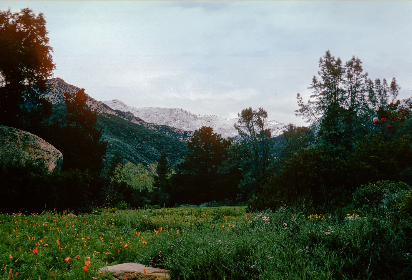 snow on Santa Ynez Mountains, meadow, Santa Barbara Botanic Garden