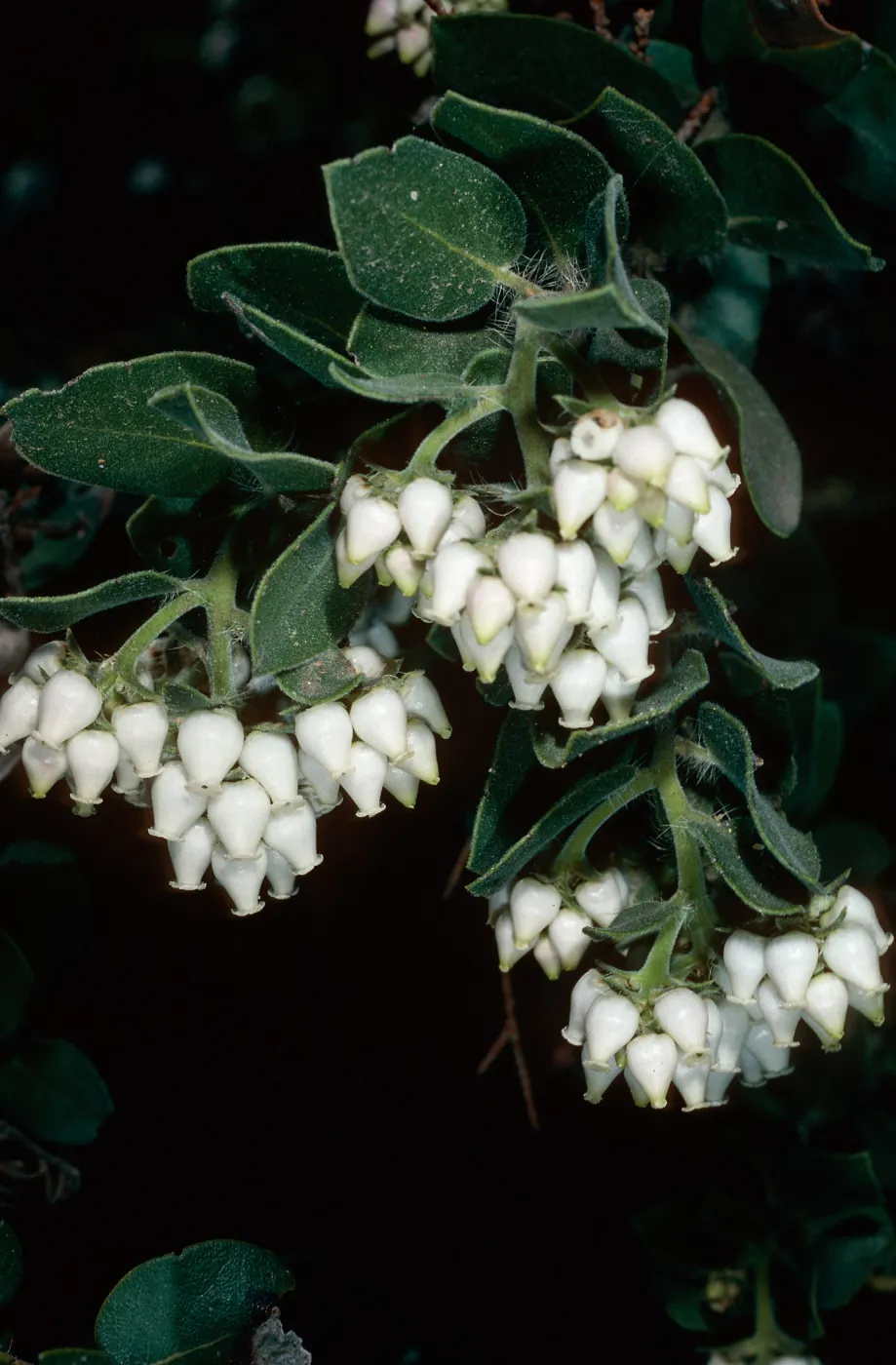 Arctostaphylos viridissima, Island Section, Santa Barbara Botanic Garden