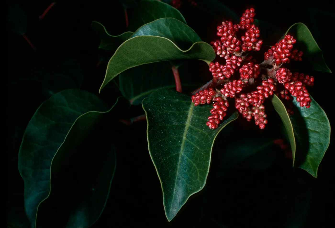 Rhus ovata, Santa Barbara Botanic Garden