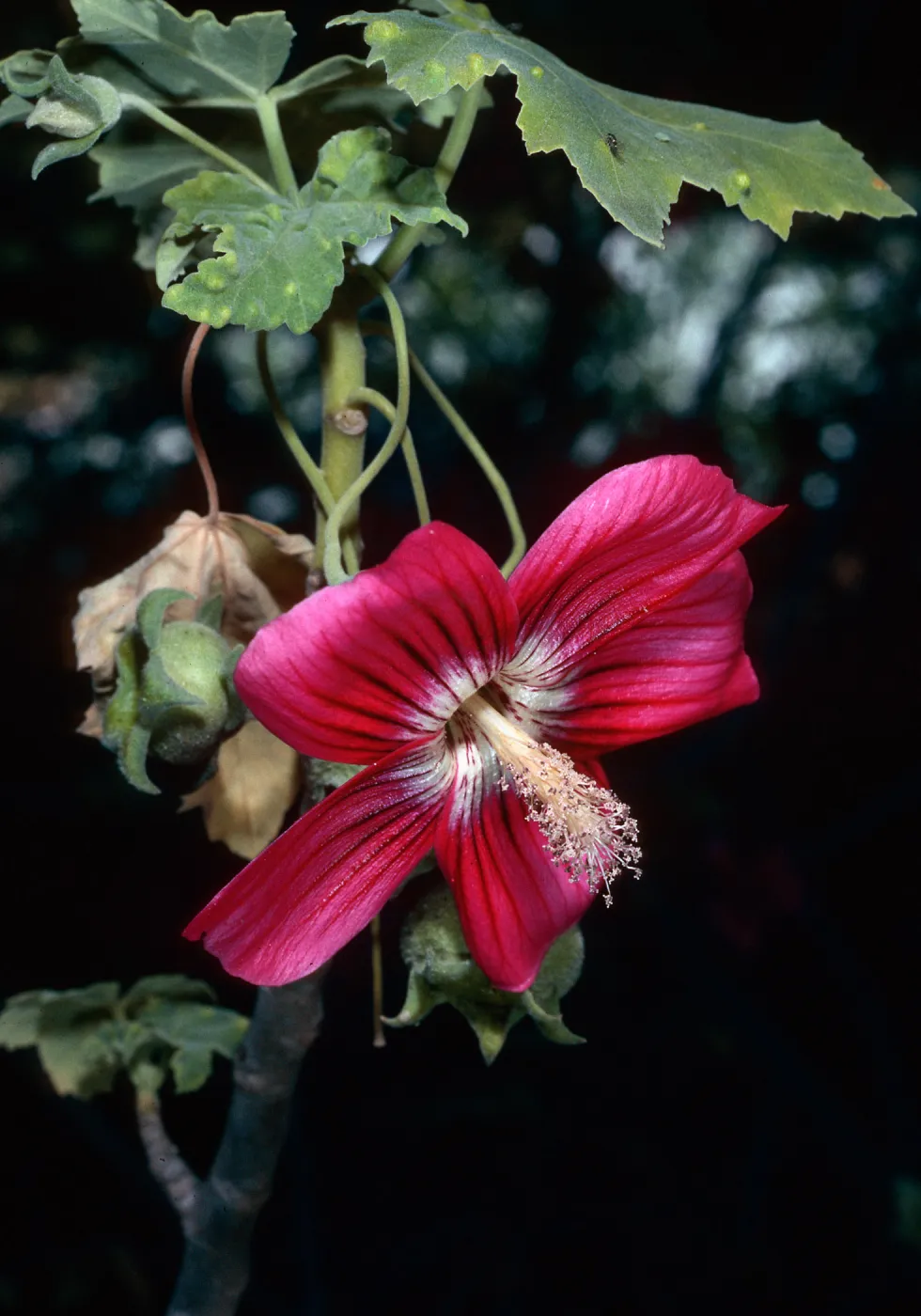 Lavatera assurgentiflora assurgentiflora, Acc. #65-71, Santa Barbara Botanic Garden
