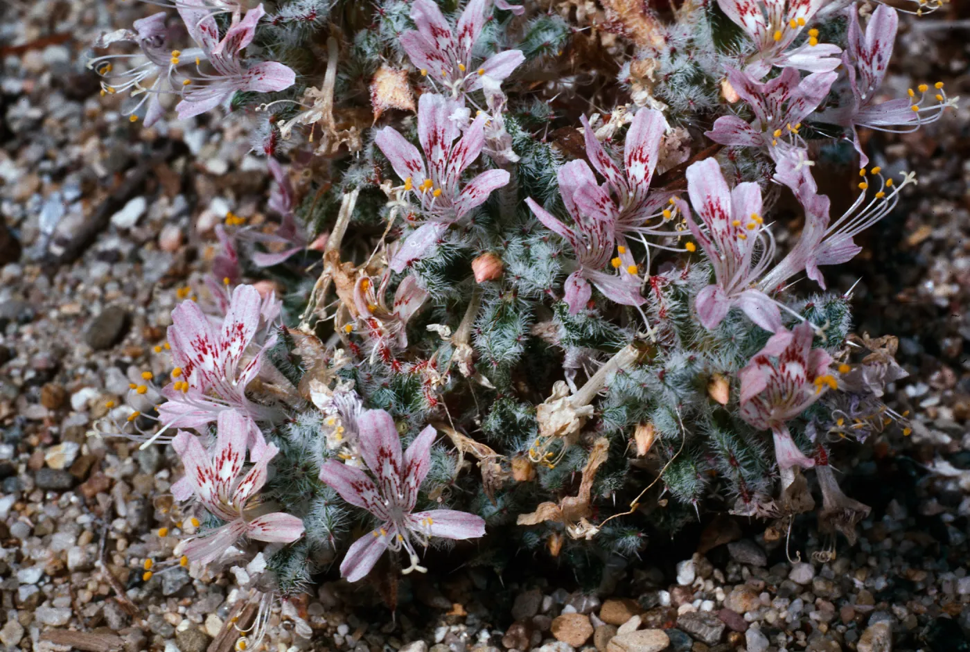 Langloisia, Santa Barbara Botanic Garden
